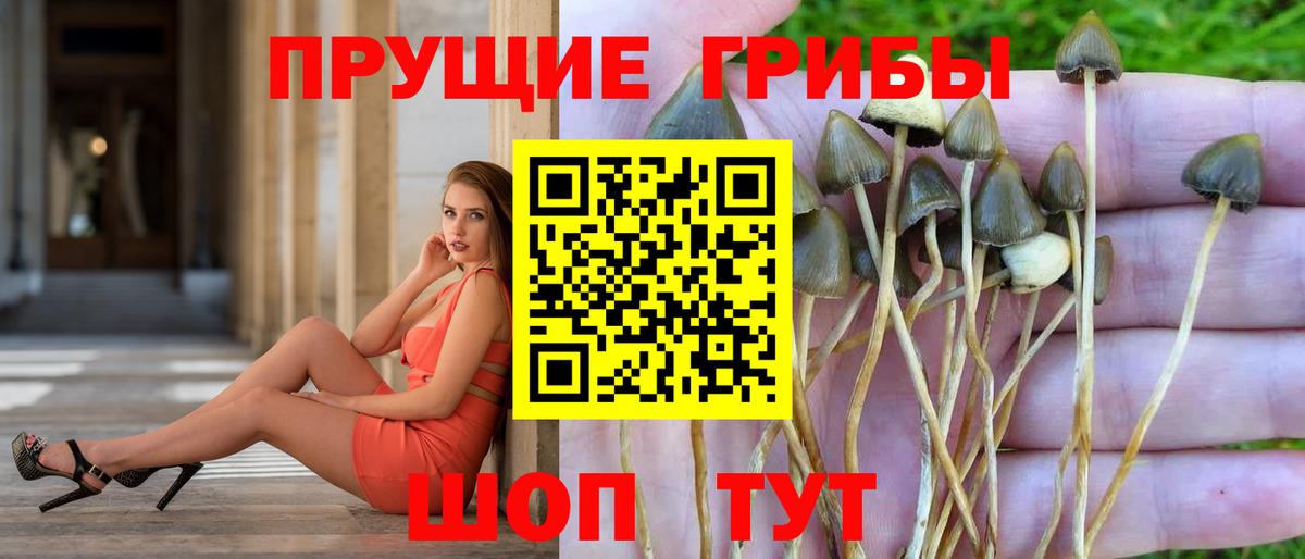 Сургут  Псилоцибиновые грибы Psilocybine cubensis  купить  цена  Вход с VPN 